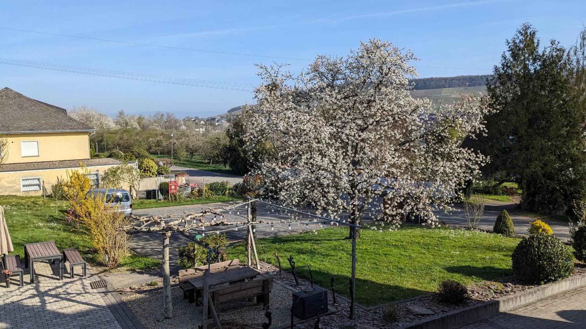 Weingut Harald Ludwig Appartement Osann-Monzel Buitenkant foto